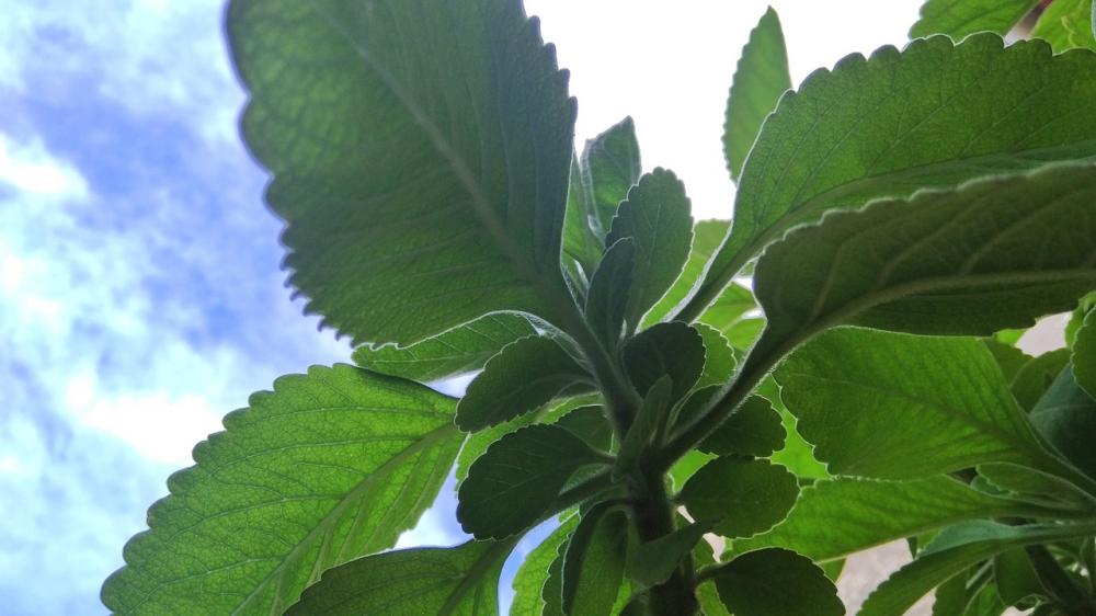 Você sabe quais são os beneficios do chá de Boldo para sua saúde? Veja aqui nesta dica da Farma e Farma