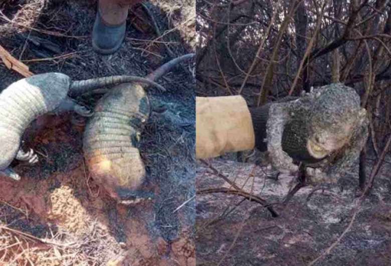 Tatus e macacos são os animais carbonizados mais encontrados - Crédito: Divulgação 