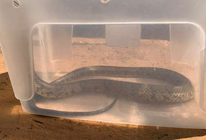 PMA captura serpente em residência na cidade Taquarussu