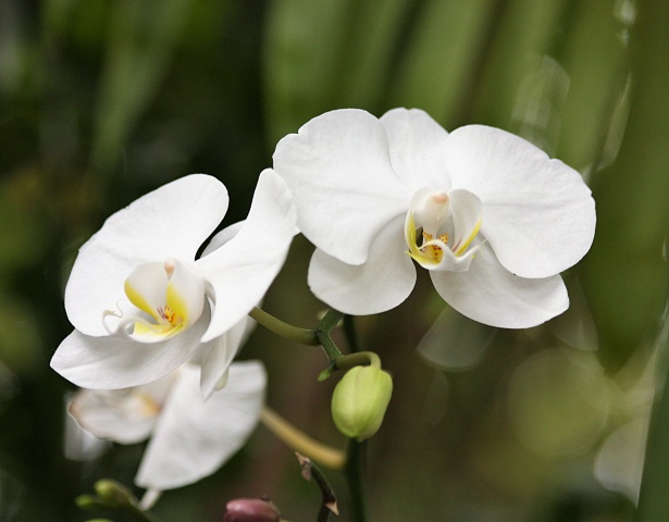 Neste mês de setembro será realizado curso de floricultura (Cultivo de Orquídeas) no Sindicato Rural