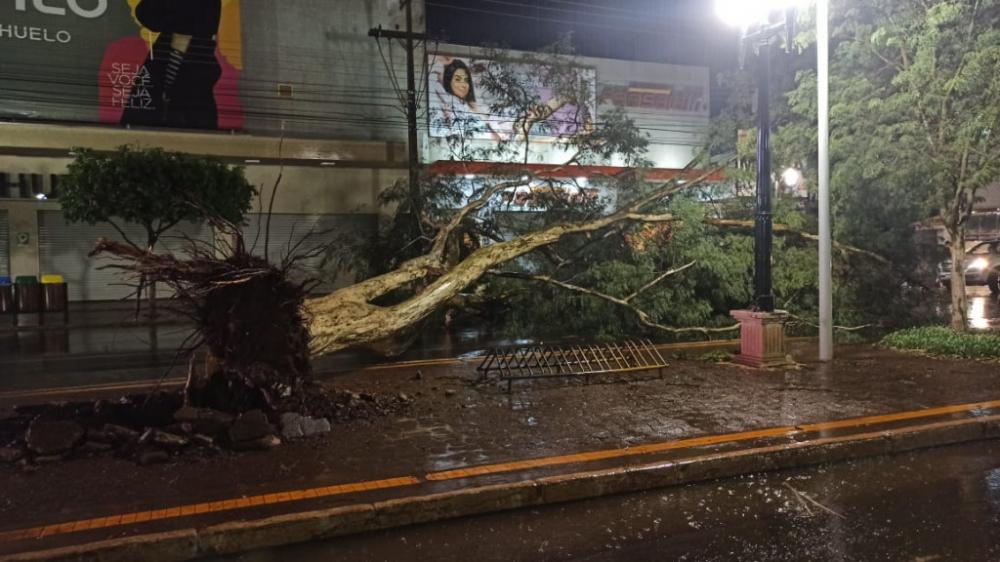 Árvore caiu com a força do vento na avenida Marcelino Pires; Fotos: Sidnei Bronka/Ligado Na Notícia