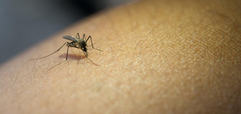 Campanha de combate a dengue: Saúde realizara mutirão de limpeza em Deodápolis