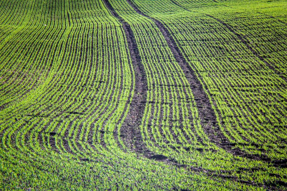 Plantio da soja chega a 86% no Brasil, aponta consultoria