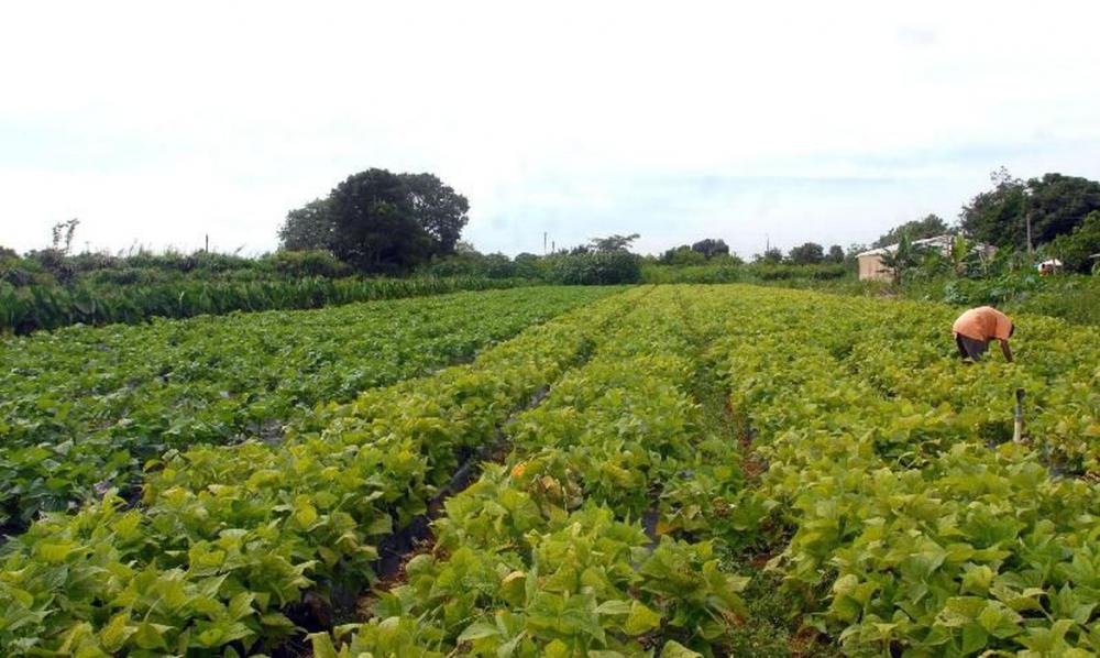Portaria cria novo documento para agricultor familiar acessar o Pronaf