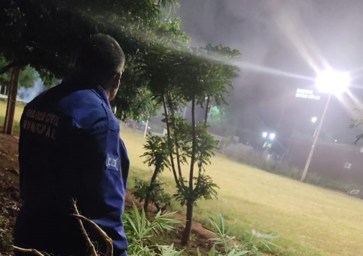 Os ‘pés’ da droga foram arrancados e o caso, segundo o Ponta Porã News, será repassado para a Polícia Civil