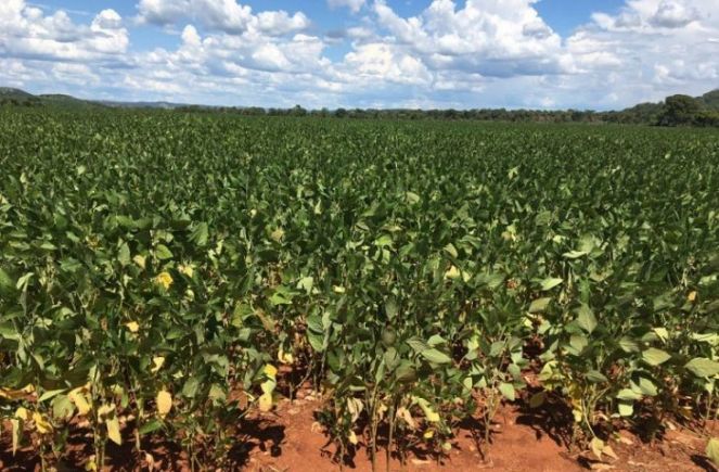 A estiagem provocou perdas de pelo menos 1 milhão de toneladas de grãos na safra de soja (Foto: Divulgação)
