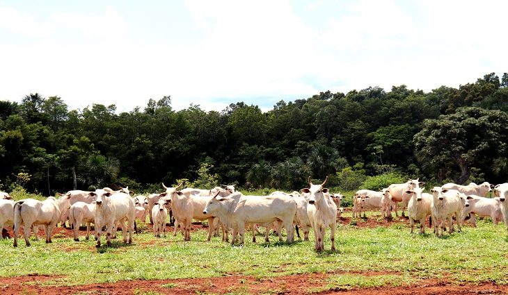 Na primeira etapa, os pecuaristas deverão vacinar todos os bovinos e bubalinos com até vinte e quatro meses de idade