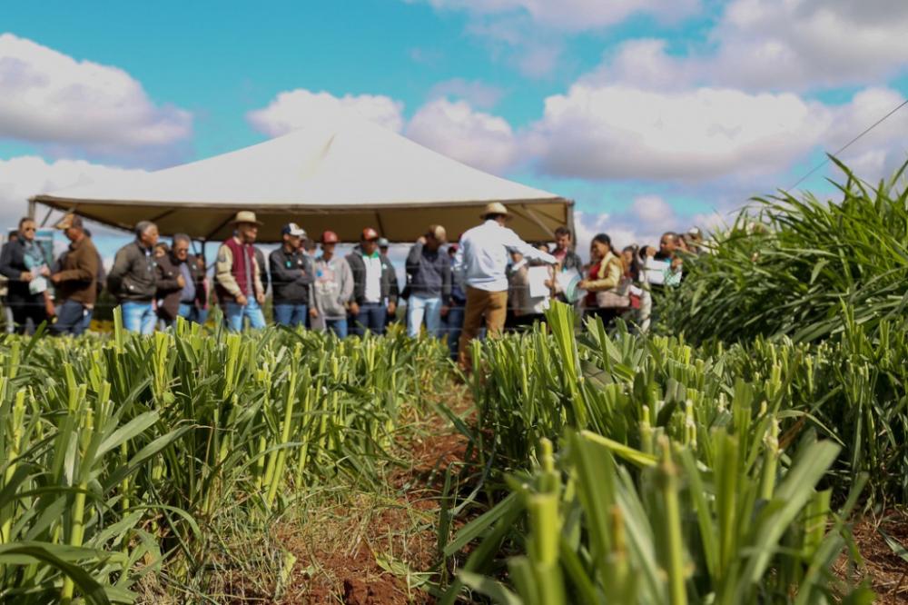 Dia de campo durante a Expoagro em 2019 (Imagem: Divulgação)