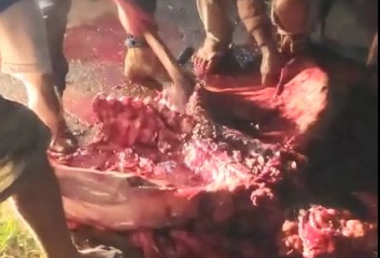 Animal foi carneado no meio da rodovia - Crédito: Reprodução 