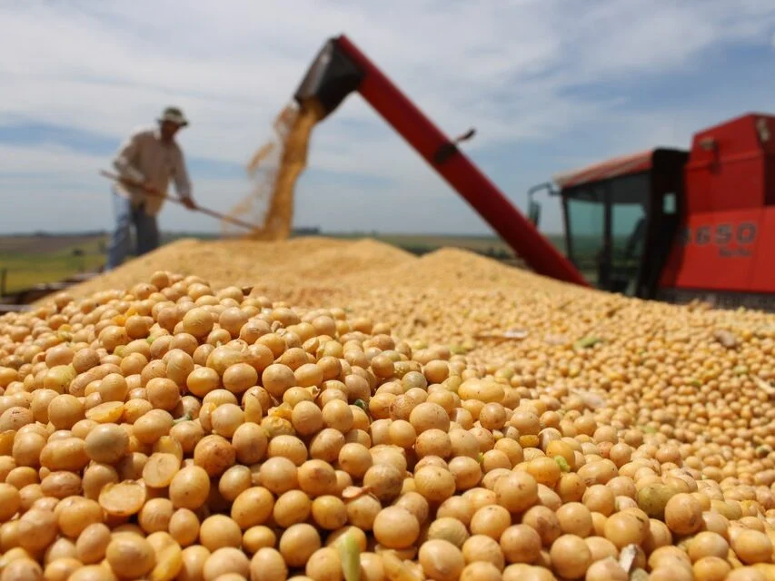 Soja deve produzir 124 milhões de toneladas na safra 2021/2022 (Imagem: Canal Rural)