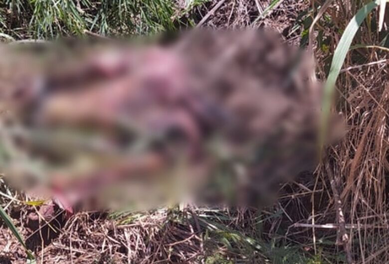 Corpo foi encontrado em meio a mata - Crédito: Noticidade