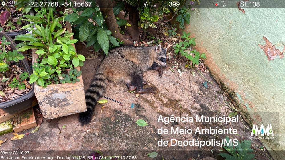 Agência Municipal de Meio Ambiente e Patrulha Ambiental resgata guaxinim Mão-Pelada em perímetro urbano
