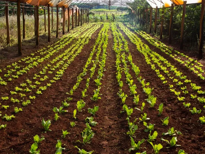 Escola Estadual Scila Médici realiza chamada pública para aquisição de alimentos da agricultura familiar