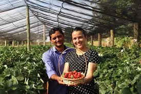 Produtores de Deodápolis já cultivaram mais de 2.500 Kg de Morango com apoio do Senar/MS