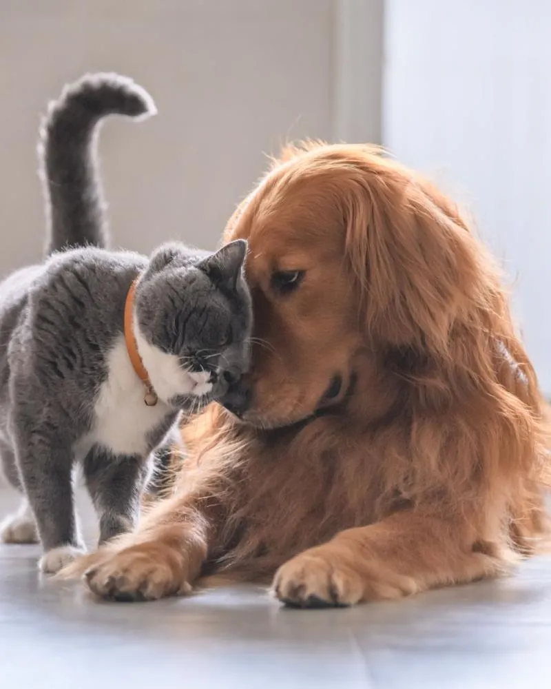 Prefeitura de Deodápolis promove castração gratuita de cães e gatos no dia 17 de outubro