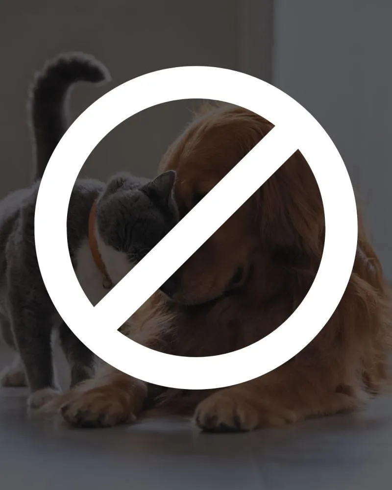 Cancelada ação de castração gratuita de cães e gatos em Deodápolis, prevista para 17 de outubro