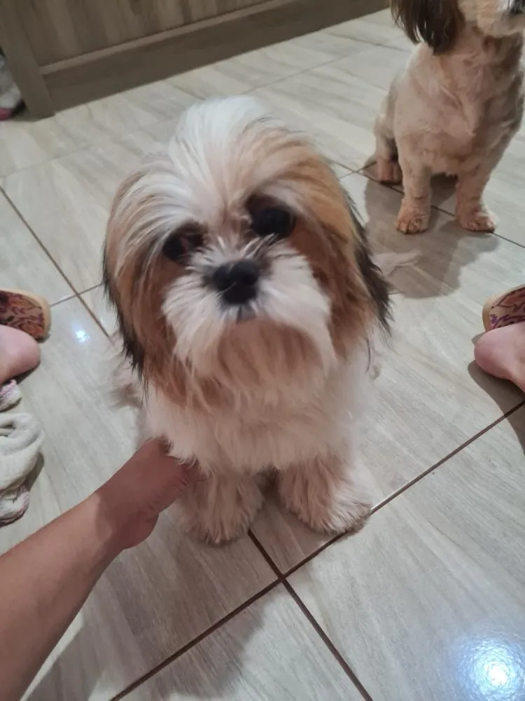 Cachorro desaparecido é procurado no bairro Jardim Eldorado em Deodápolis