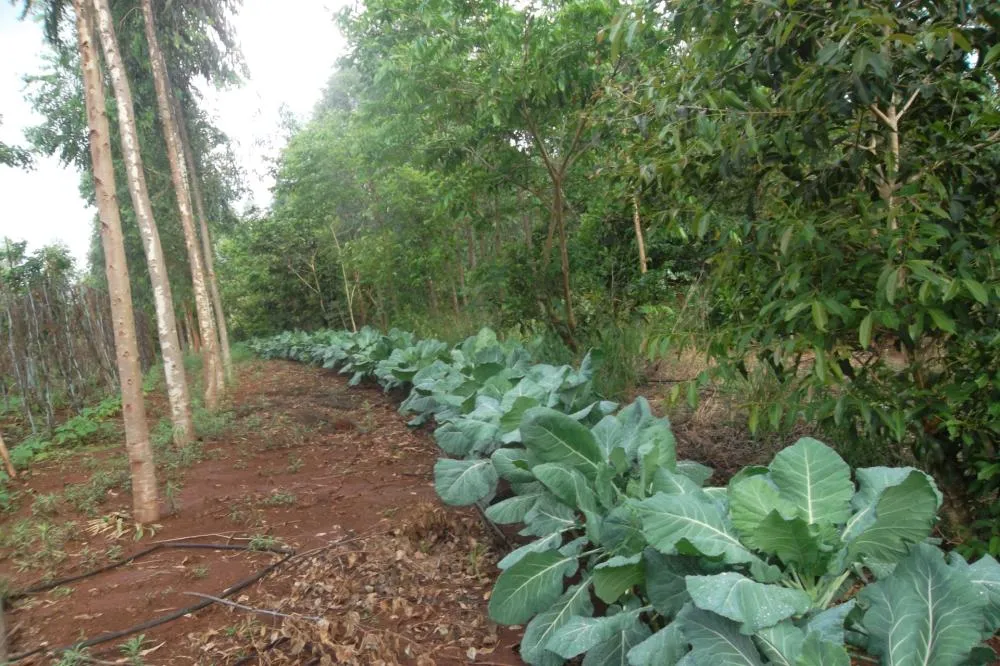 MPMS vai acompanhar, fomentar e fiscalizar programas Agroflorestar MS e ACORN para incentivar pequenos agricultores em Deodápolis