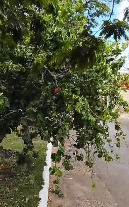 Deodápolis: Empresário solicita poda de planta urgente na Avenida Deodato Leonardo da Silva