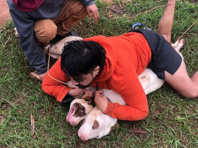 Lutador imobiliza dois pit bulls após sofrer ataque em Ponta Porã 