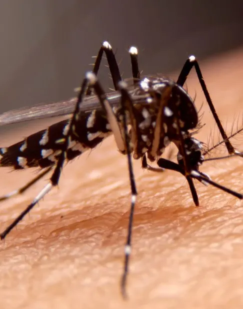Ministério Público abre investigações para fiscalizar combate à dengue em Fátima do Sul, Vicentina e Jateí