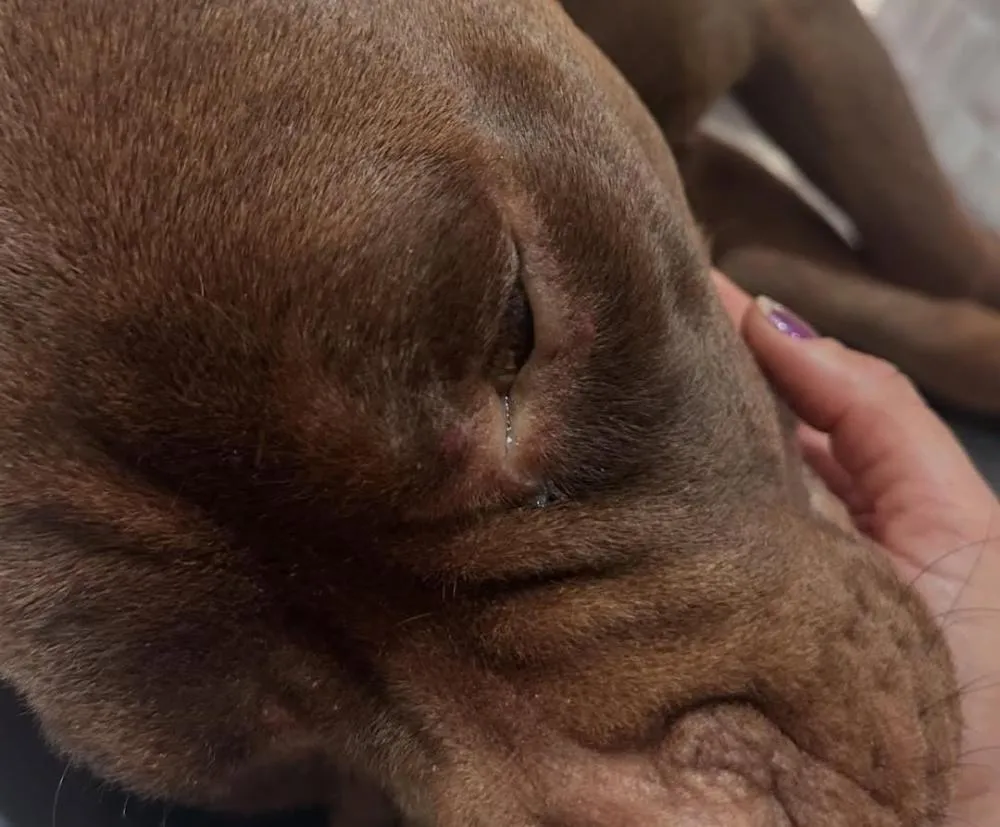 Suspeito preso por tráfico em Deodápolis também responderá por maus-tratos a Pitbull que não resistiu