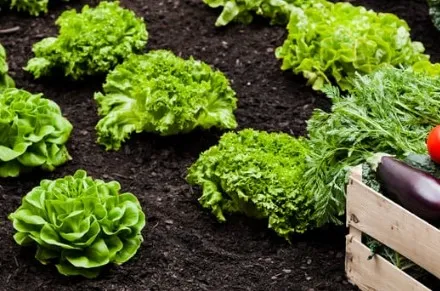 Escola Scila Médici abre chamada pública para compra de alimentos da agricultura familiar em Deodápolis