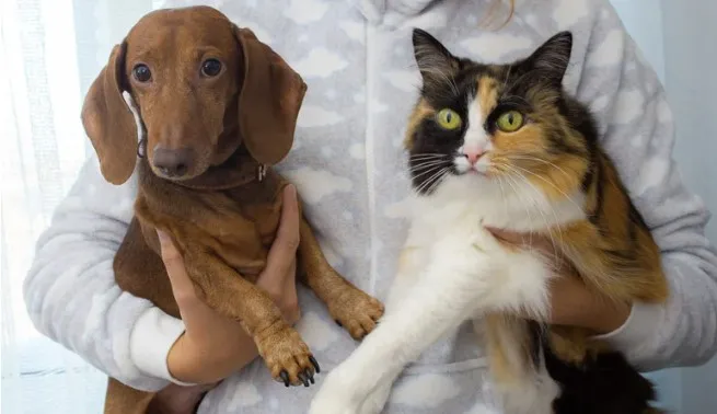 Vacinação antirrábica em cães e gatos será realizada no dia 27 em Deodápolis