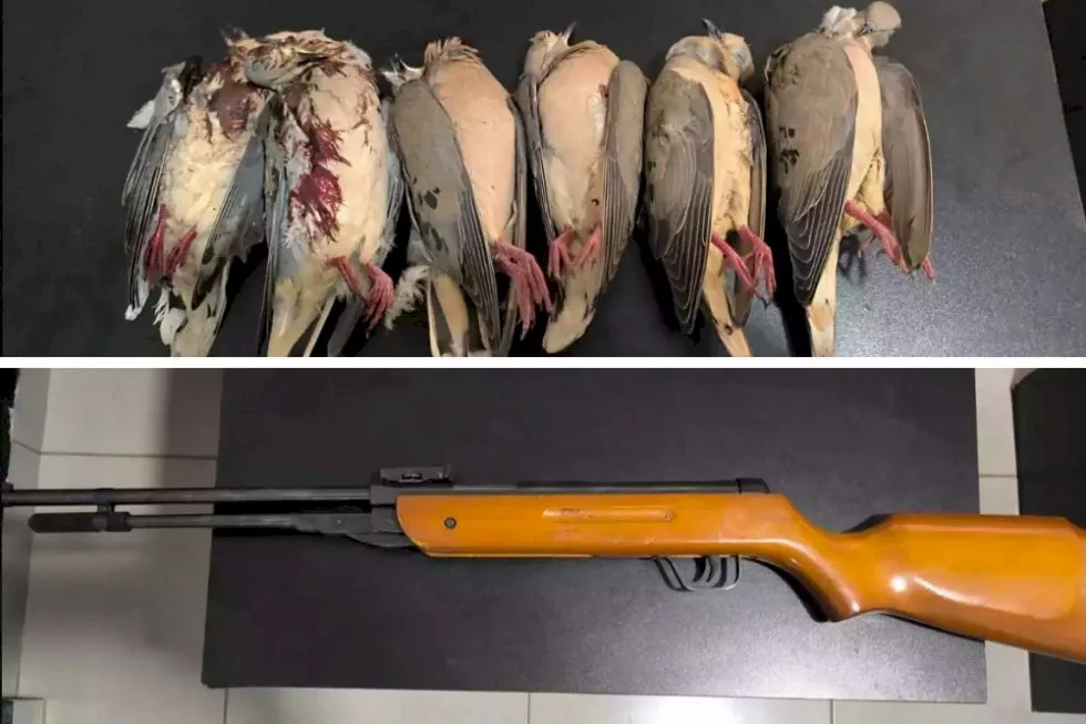 Suspeito é flagrado em Deodápolis com espingarda e sacola cheia de pombas abatidas