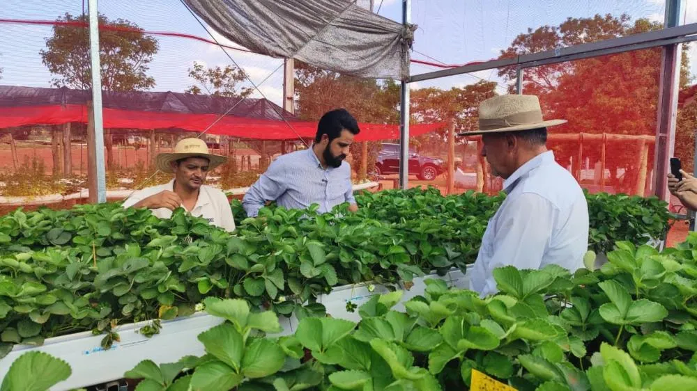 Produtores de Deodápolis investem em novas culturas e tecnologias sustentáveis no sítio Delícias do Recanto