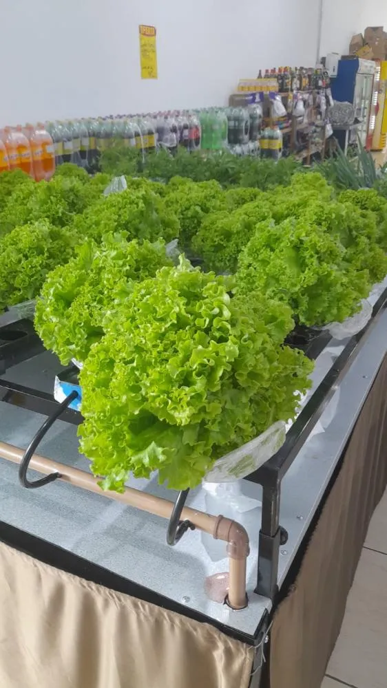 HPM implanta horta hidropônica e amplia oferta de verduras frescas aos clientes