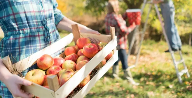 Escola estadual Scila Médici abre chamada pública para compra de alimentos da agricultura familiar em Deodápolis