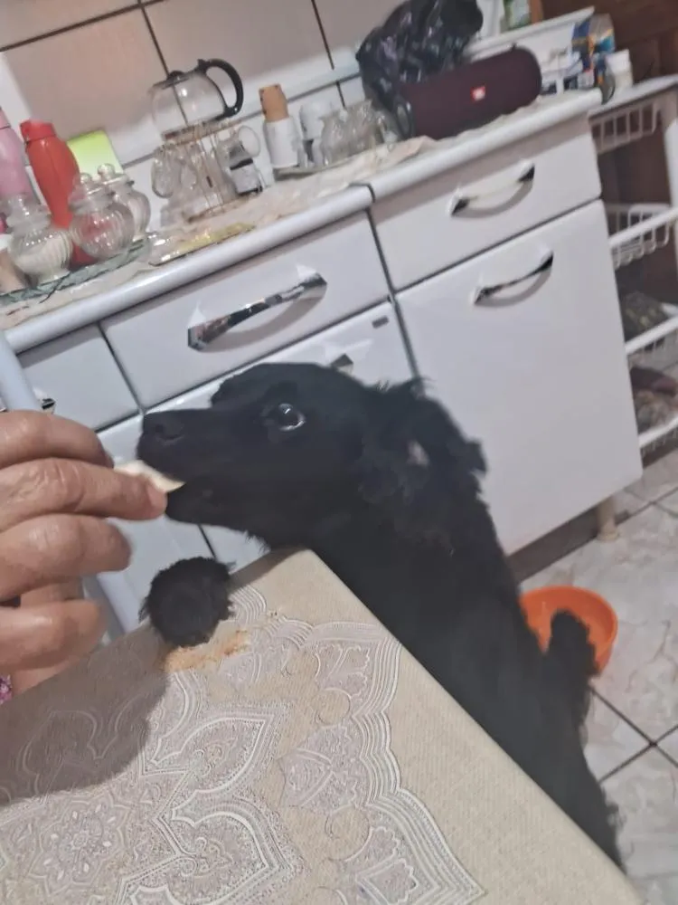 Cachorra desaparece e família oferece recompensa em Deodápolis
