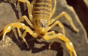 Aumento de escorpiões no verão acende alerta em Mato Grosso do Sul