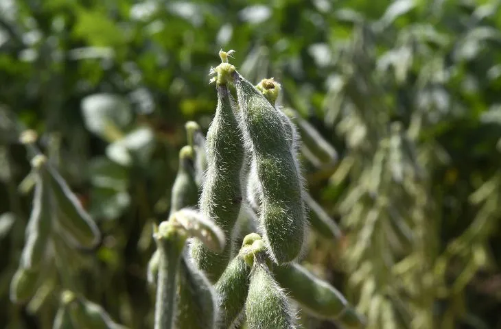 Quase 1 milhão de hectares de soja ainda não foram cadastrados em MS