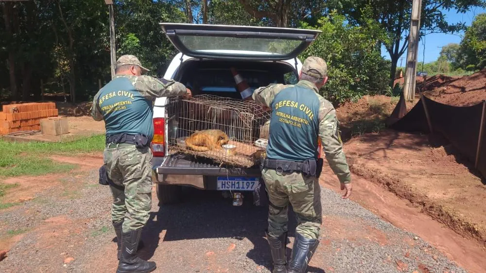 Macaco atropelado na MS-276 é resgatado e levado para avaliação ambiental