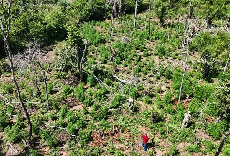Lavoura para produção de 12 toneladas de maconha, é destruída na fronteira 