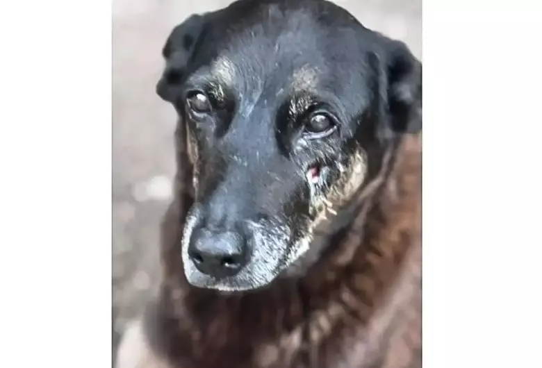 Adolescentes suspeitos de matar o cão Orelha voltam ao Brasil