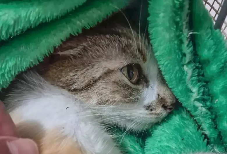 Mulher é presa após arremessar gata do 12º andar de prédio em Curitiba