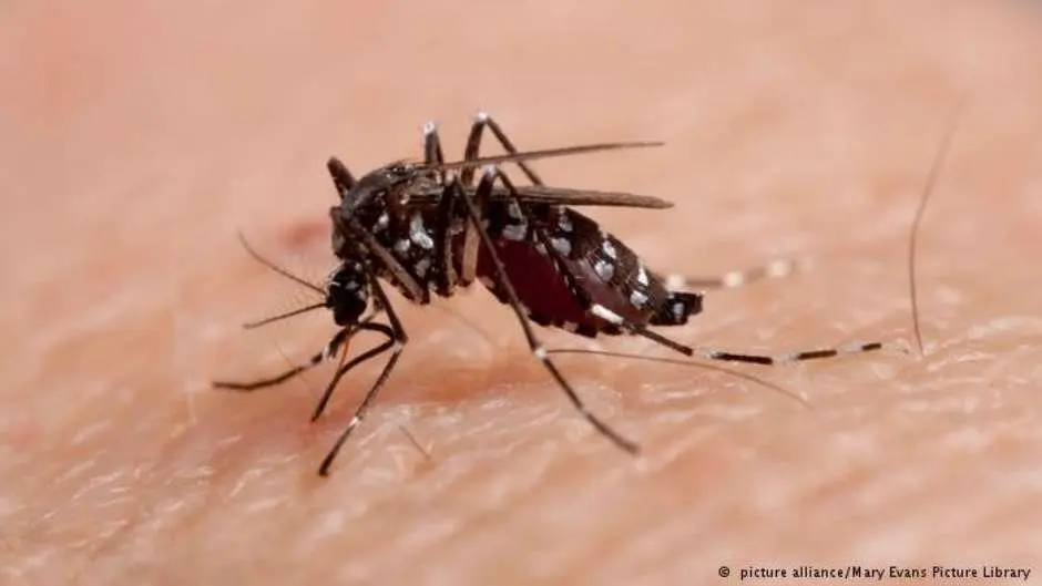 MS lidera o ranking nacional de incidência de chikungunya e um terço das mortes estão no Estado