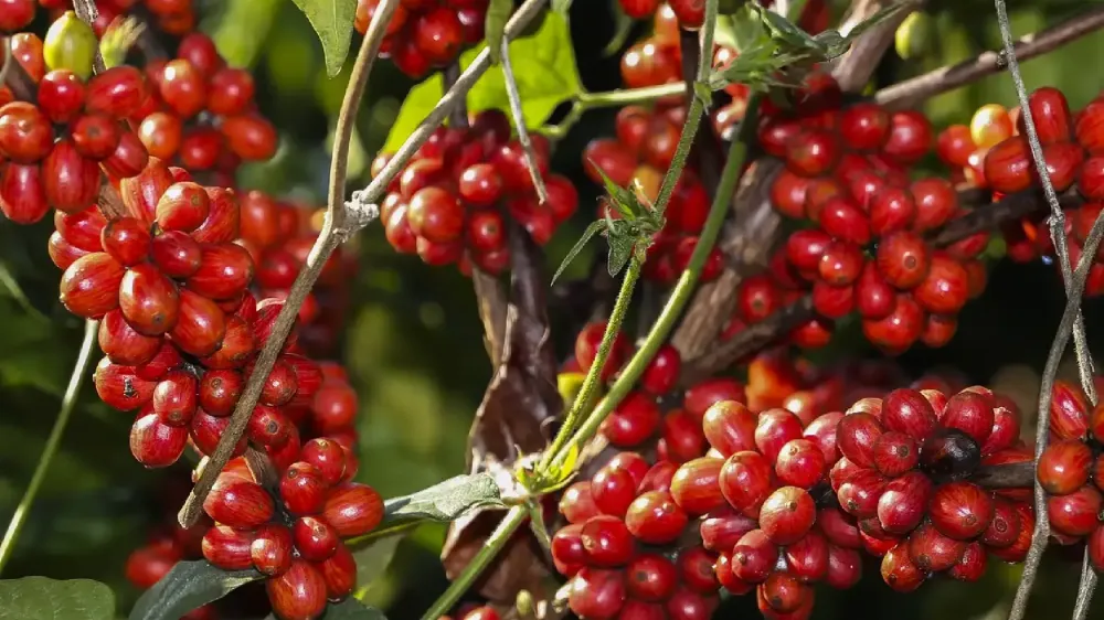 Safra de café pode chegar a 75 milhões de sacas em 2026 e pressiona manejo no campo