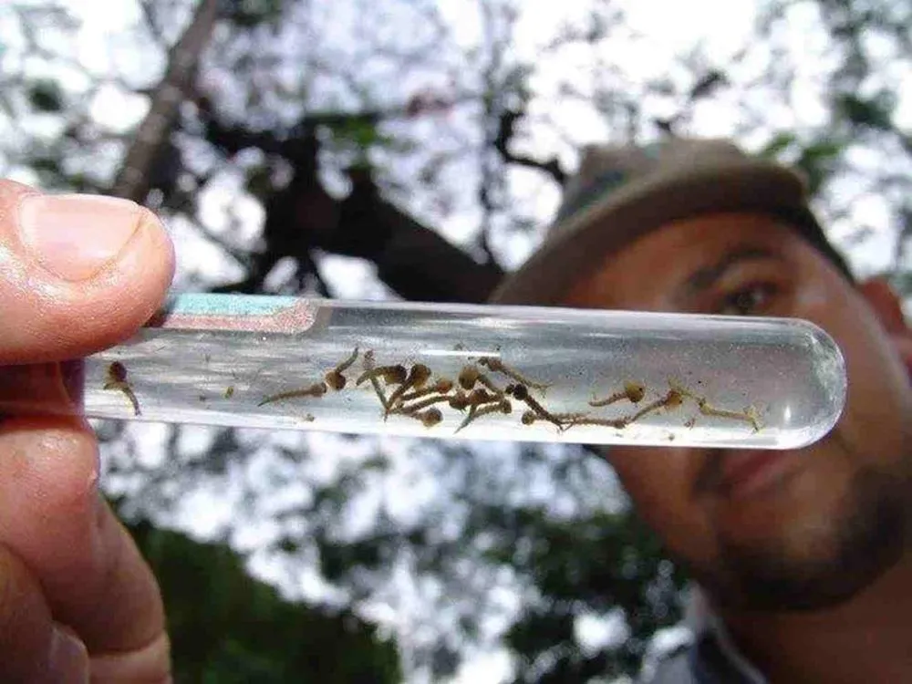 Sétima morte por chikungunya é confirmada em MS em meio à epidemia em 11 cidades