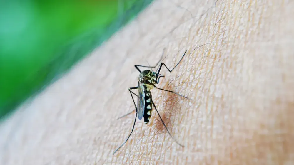 Dengue eleva risco em 30 vezes de síndrome de Guillain-Barré nas primeiras semanas dos sintomas