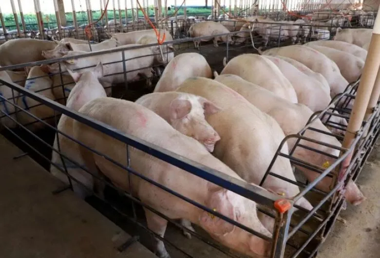MS consolida avanço da suinocultura com crescimento de 50%