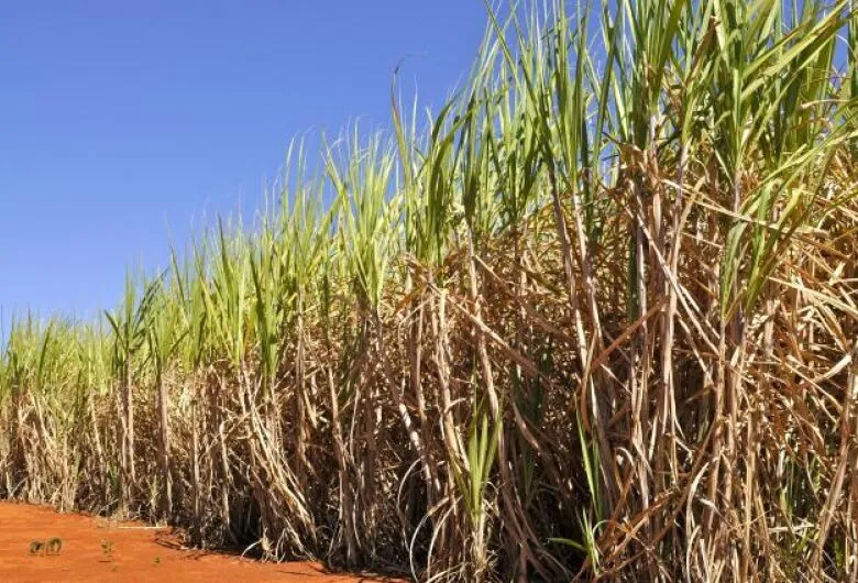 Conab prevê produção de cana-de-açúcar em 709,1 milhões de toneladas