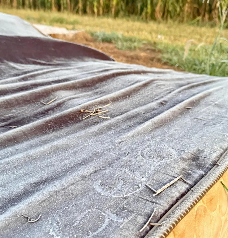 Seis cidades de Mato Grosso do Sul tiveram geada na madrugada mais fria do ano