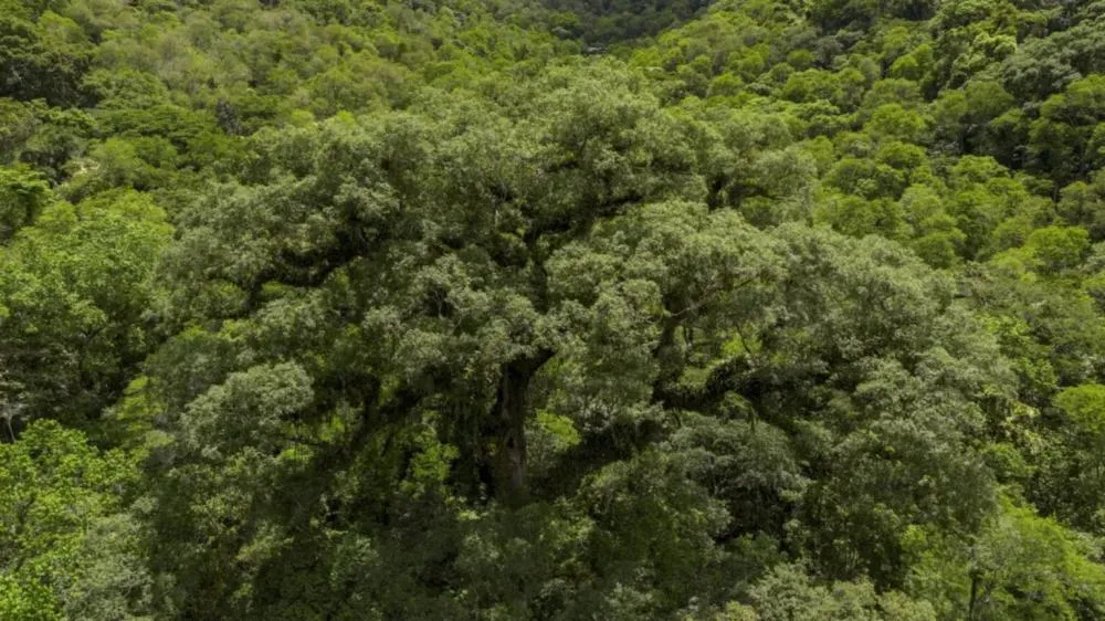 Por que a Mata Atlântica enfrenta ‘encruzilhada’ entre desmatamento zero e extinção