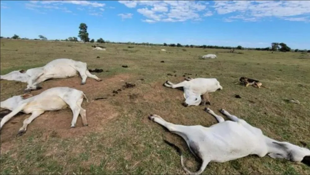 Gados mortos em pasto – imagem ilustrativa. (Reprodução, Iagro
