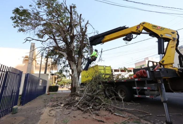 Supressão de árvores ocorre diante de critérios estabelecidos pela Lei Municipal nº 4.698 - Crédito: Arquivo/ Assecom