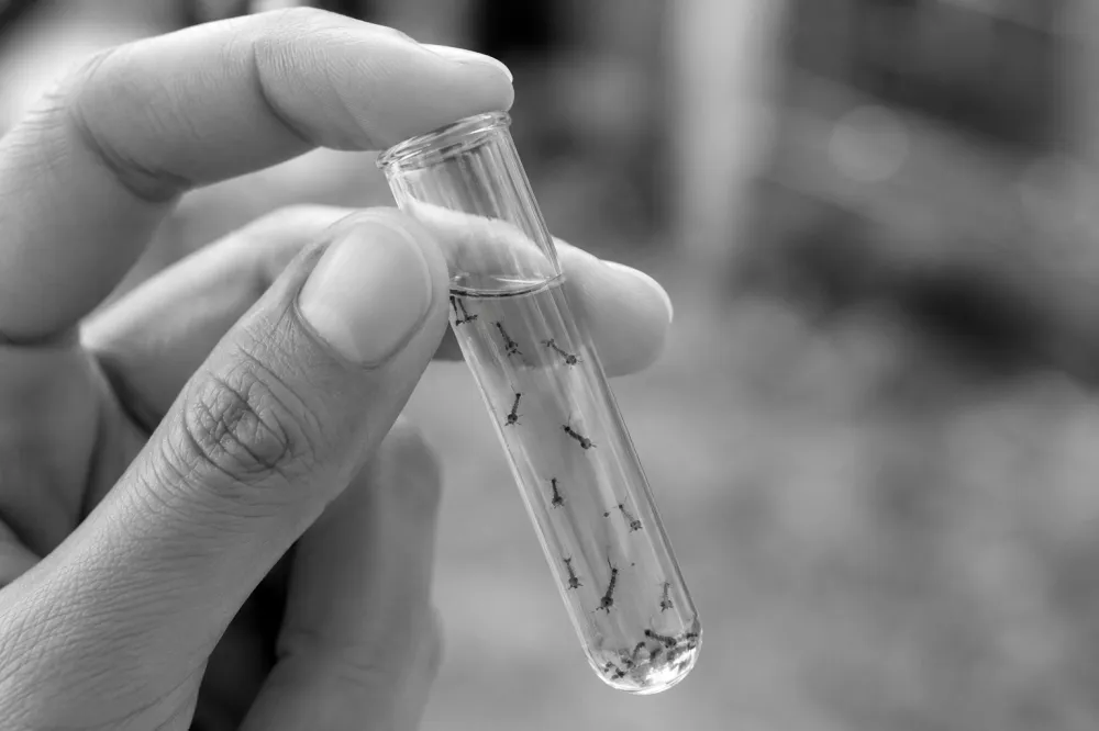Homem de 68 anos morre por chikungunya e número de óbitos chega a 14 em Dourados